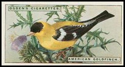 19 American Goldfinch